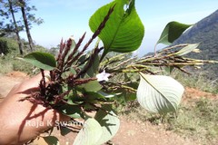 Stenosiphonium parviflorum